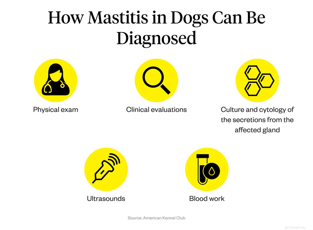 Mastitis in Dogs: Causes, Symptoms, and Effective Treatment