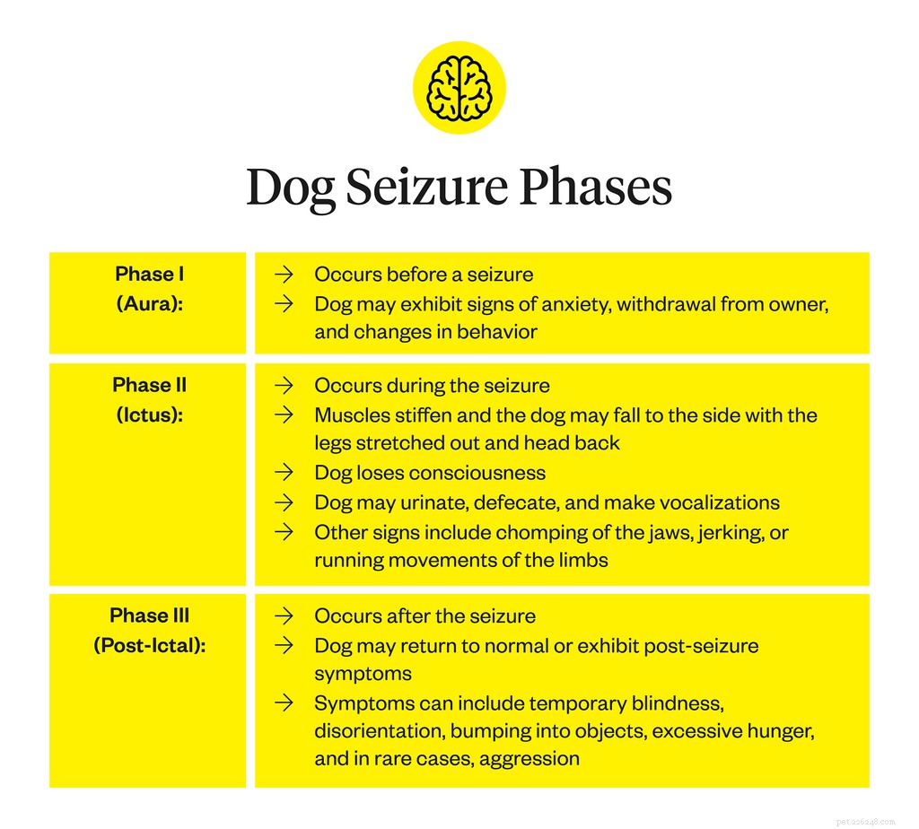 Recognizing Dog Seizure Symptoms: Key Signs and When to Seek Veterinary Care
