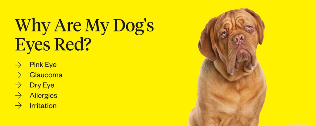 What Causes Red Eyes in Dogs? Quick Signs & Vet Treatments