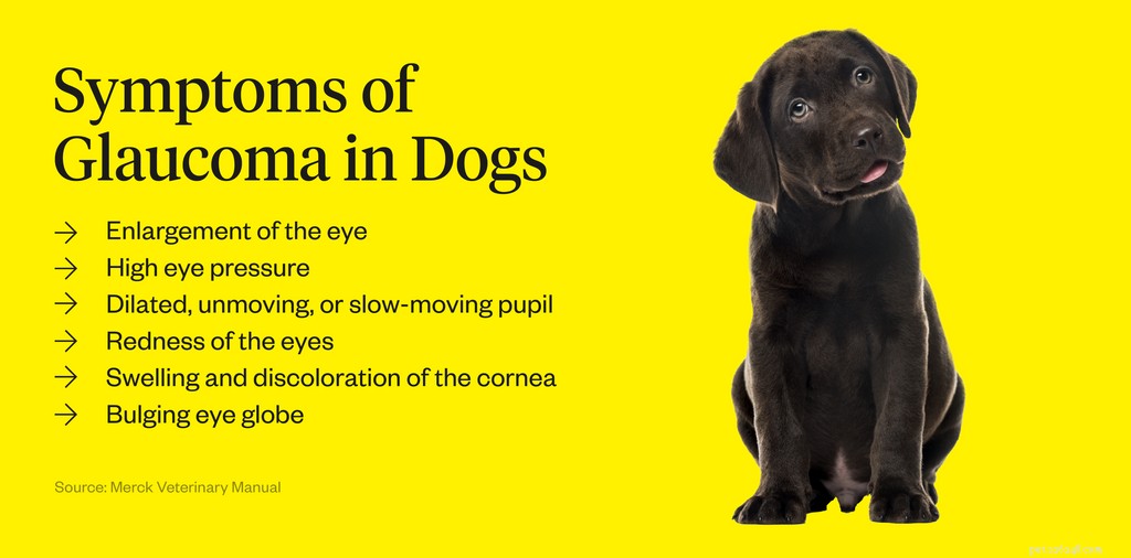 What Causes Red Eyes in Dogs? Quick Signs & Vet Treatments