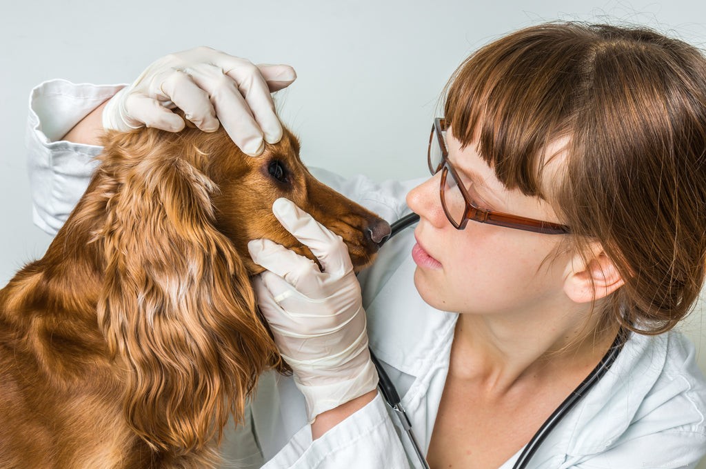 What Causes Red Eyes in Dogs? Quick Signs & Vet Treatments