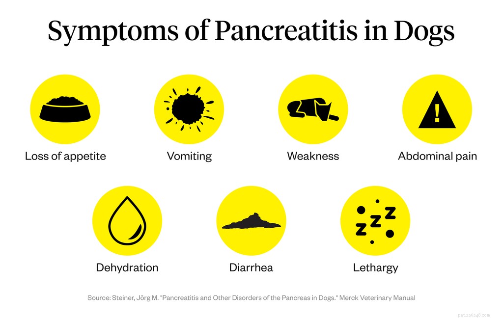 Pancreatitis in Dogs: How to Spot the Symptoms Early