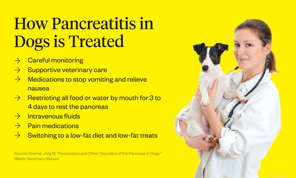 Pancreatitis in Dogs: How to Spot the Symptoms Early