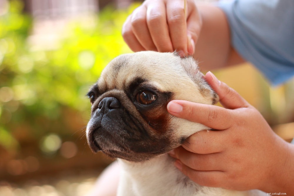 Step‑by‑Step Guide to Safely Clean Your Dog’s Ears