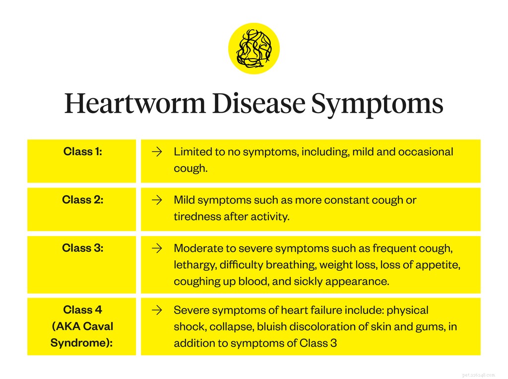 Choosing the Best Heartworm Prevention for Your Dog: A Trusted Guide