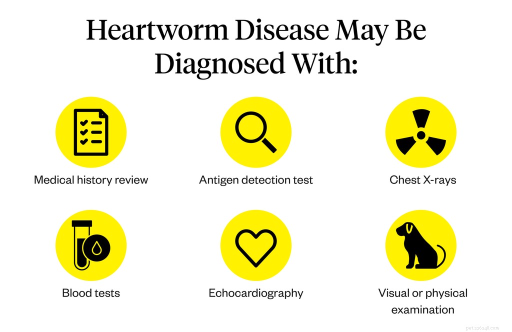 Choosing the Best Heartworm Prevention for Your Dog: A Trusted Guide