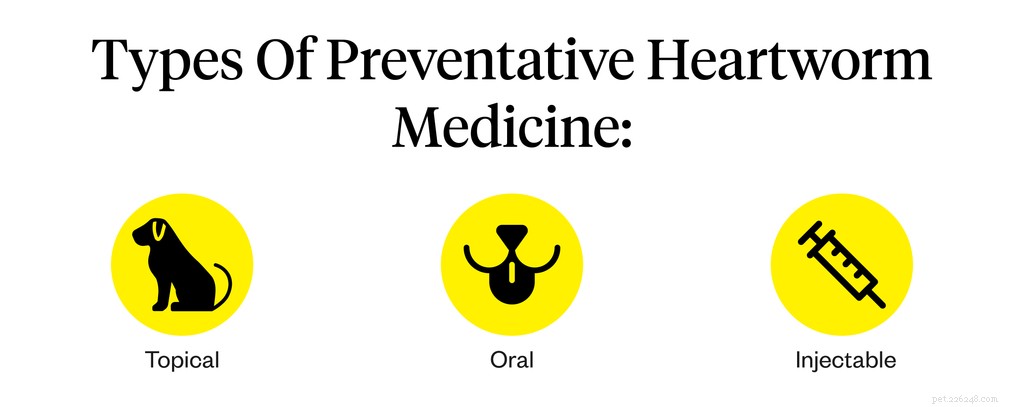 Choosing the Best Heartworm Prevention for Your Dog: A Trusted Guide