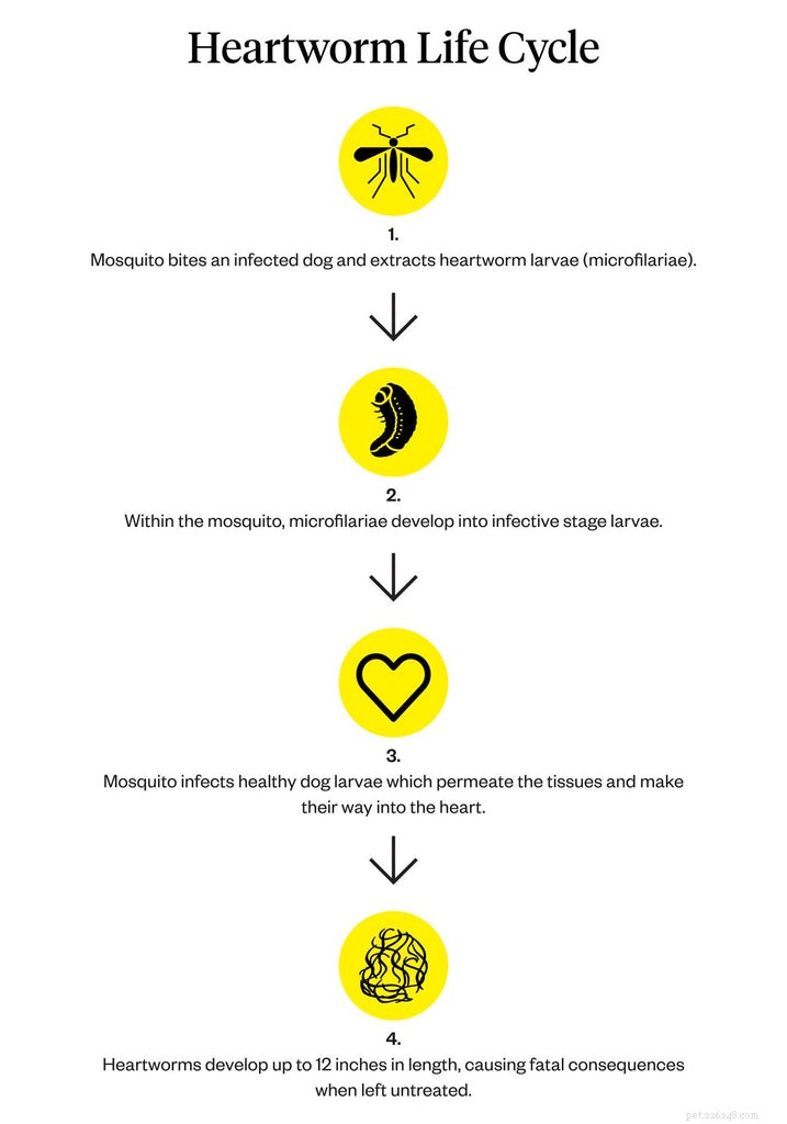 Dog Heartworm: Symptoms, Causes, and Proven Treatment Options
