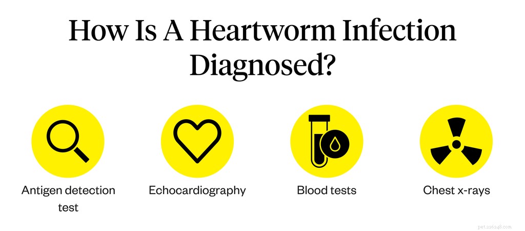 Dog Heartworm: Symptoms, Causes, and Proven Treatment Options