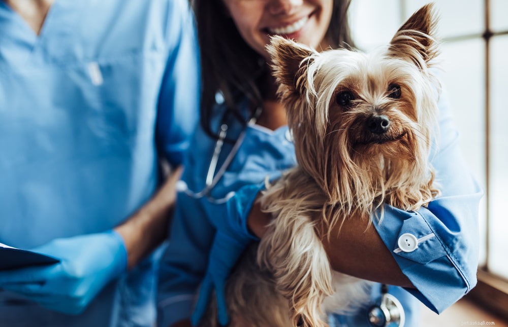 Dog Heartworm: Symptoms, Causes, and Proven Treatment Options