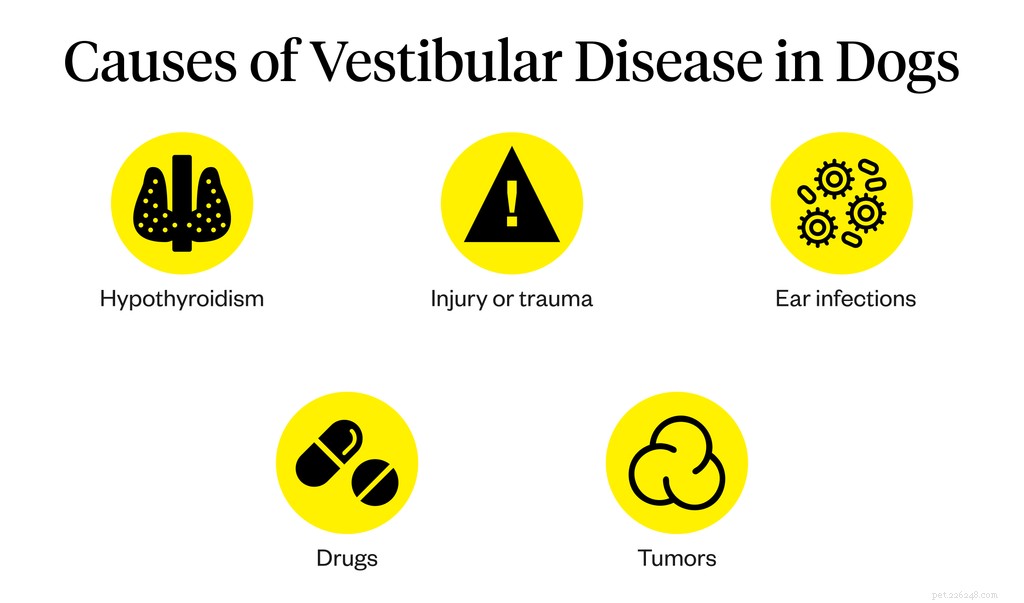 Understanding Canine Vestibular Disease: Causes, Symptoms, and Treatment
