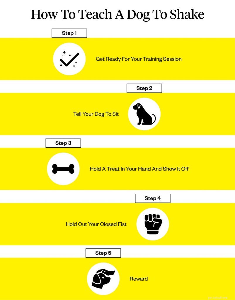 Teach Your Dog to Shake Hands: A Step‑by‑Step Guide