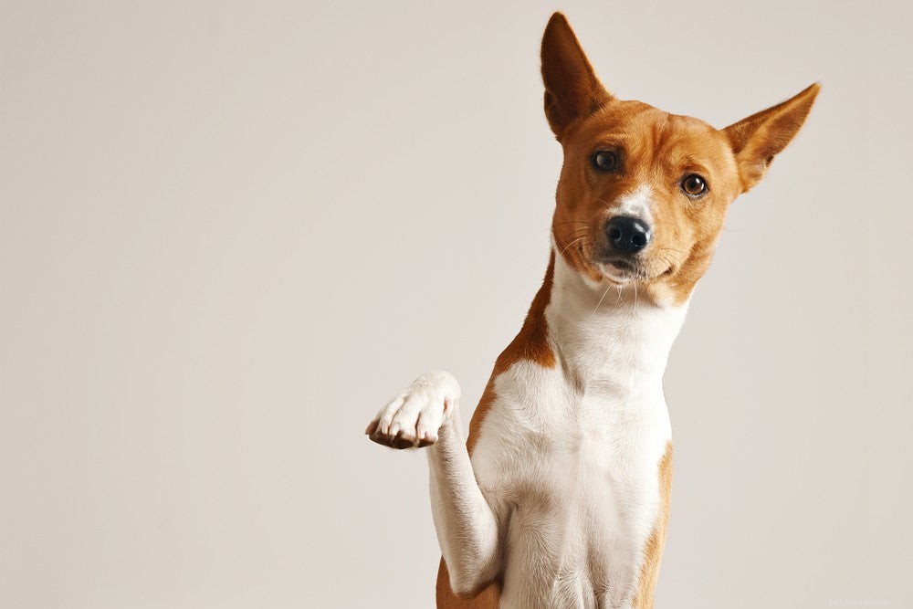 Teach Your Dog to Shake Hands: A Step‑by‑Step Guide