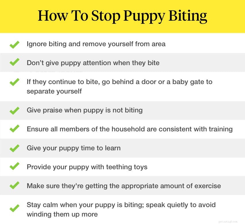 Stop Your Puppy’s Biting Habit: Simple, Effective Training Tips