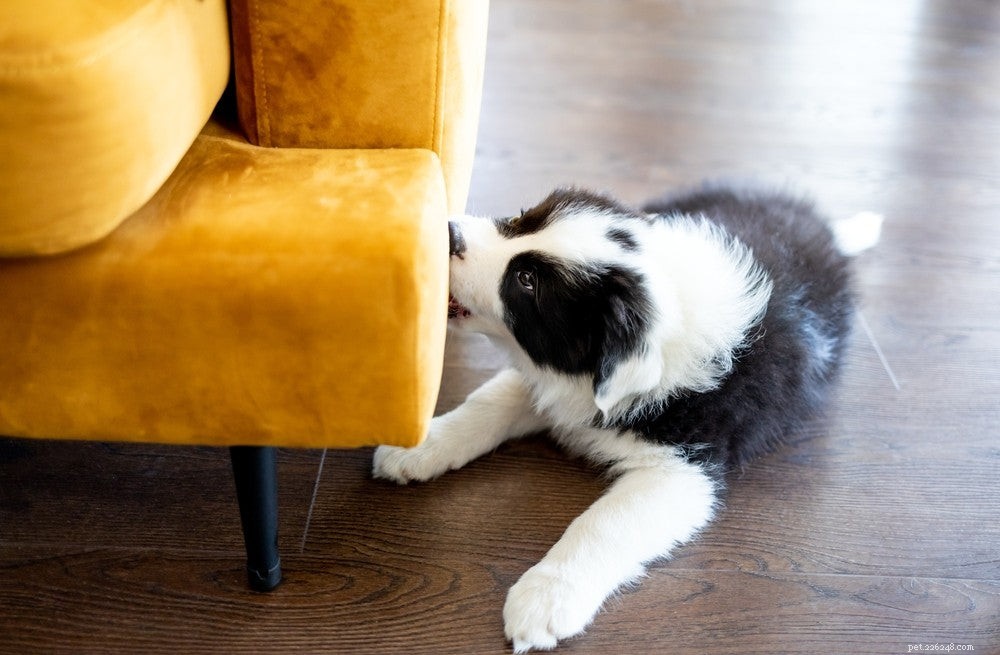 Stop Your Puppy’s Biting Habit: Simple, Effective Training Tips