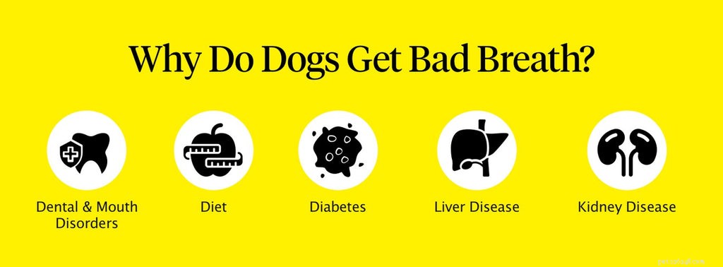 5 Proven Ways to Eliminate Your Dog’s Bad Breath