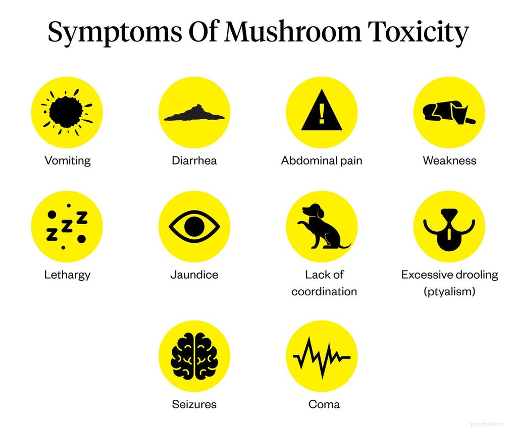 Are Mushrooms Safe for Dogs? A Guide to Pet-Friendly Varieties