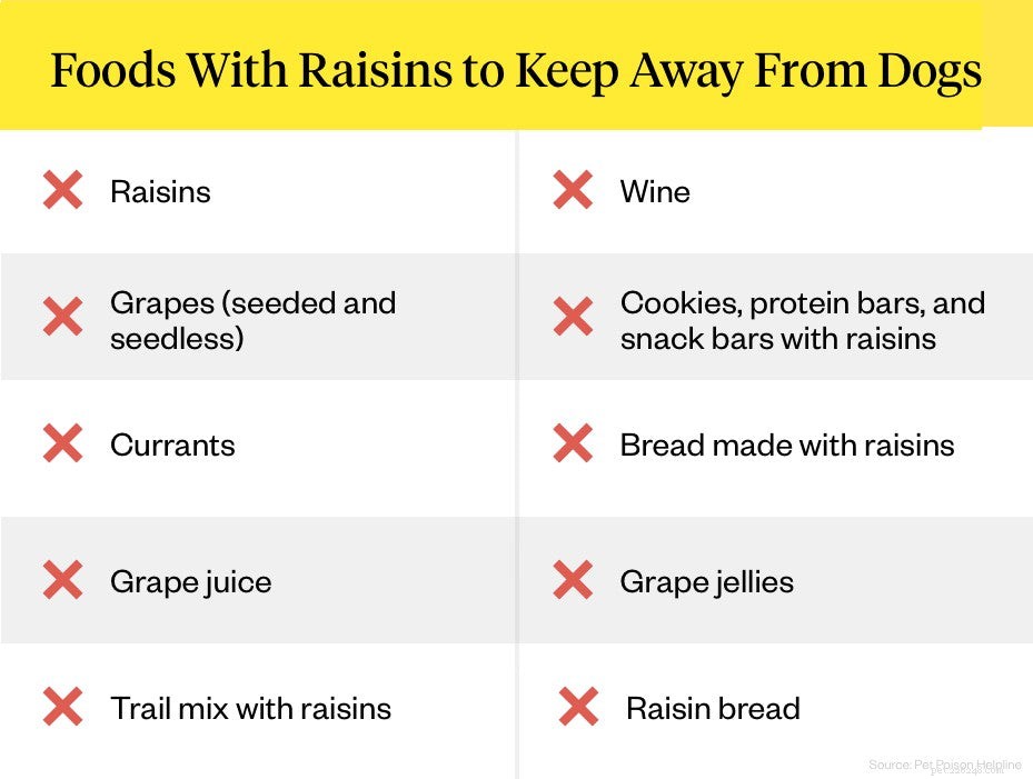 Why Raisins Are Dangerous for Dogs: A Veterinary Guide