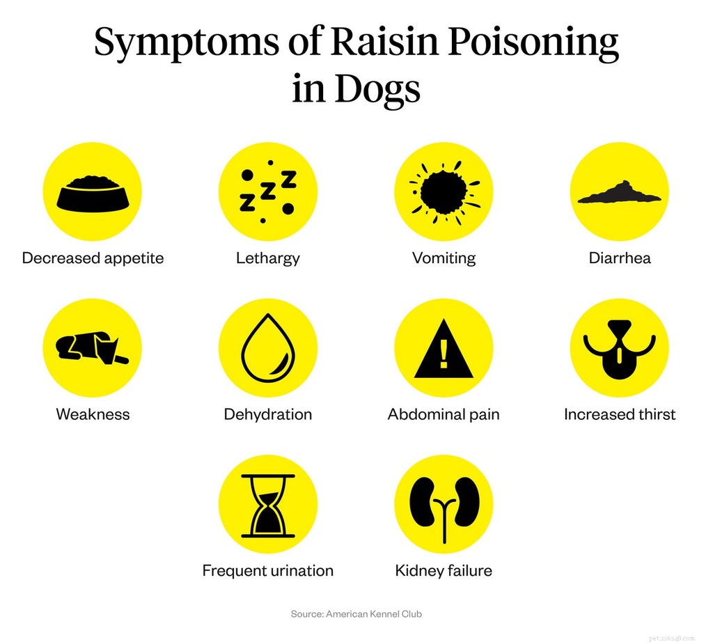 Why Raisins Are Dangerous for Dogs: A Veterinary Guide