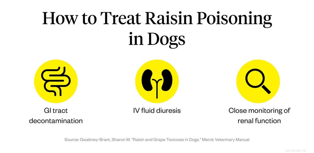 Why Raisins Are Dangerous for Dogs: A Veterinary Guide
