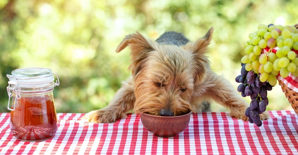 Why Raisins Are Dangerous for Dogs: A Veterinary Guide