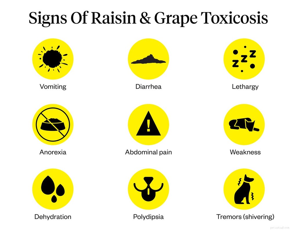 Are Grapes Harmful to Dogs? Expert Insights on Grape Toxicity