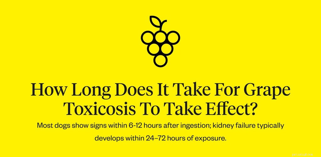 Are Grapes Harmful to Dogs? Expert Insights on Grape Toxicity