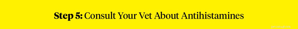 How to Safely Handle a Bee Sting on Your Dog