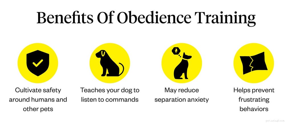 Dog Obedience Training Guide: Build Stronger Bonds & Better Behavior