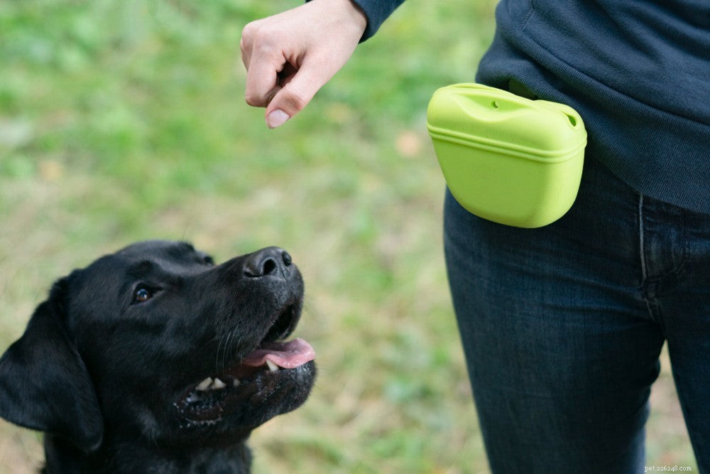 Dog Obedience Training Guide: Build Stronger Bonds & Better Behavior