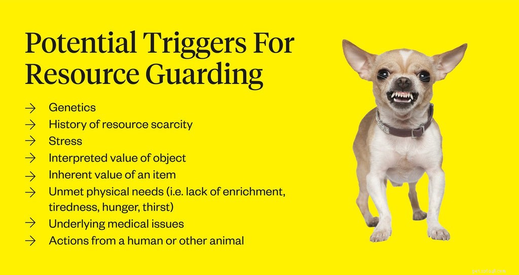 Stop Dog Resource Guarding: Proven Training Tips & Safety Solutions