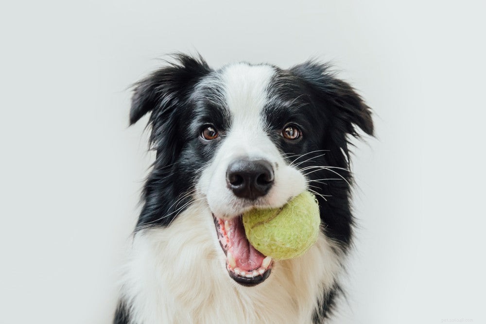 Stop Dog Resource Guarding: Proven Training Tips & Safety Solutions