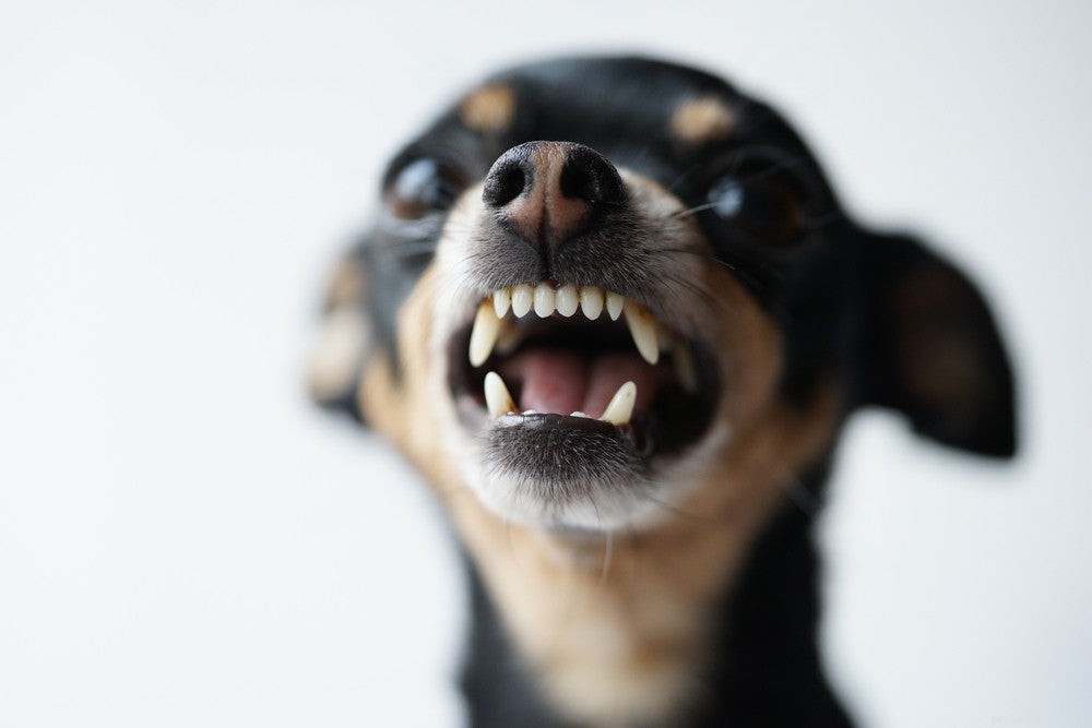 Stop Dog Resource Guarding: Proven Training Tips & Safety Solutions