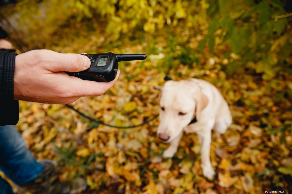 Dog E-Collars: Pros, Cons, and Humane Alternatives