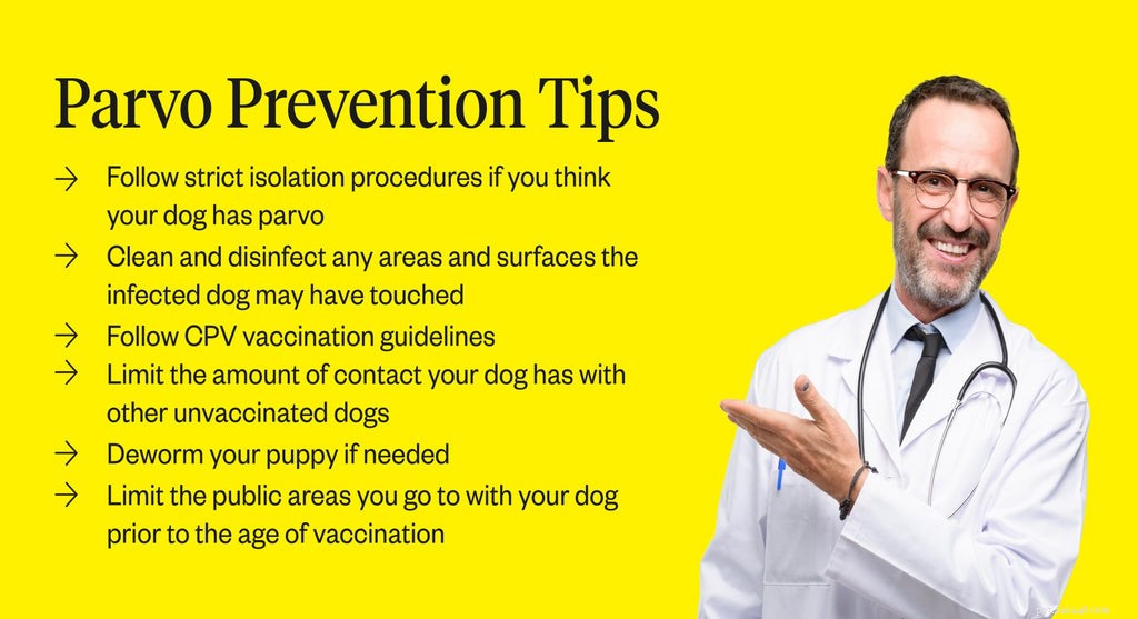Parvovirus in Dogs: Recognize Symptoms Early to Protect Your Pup