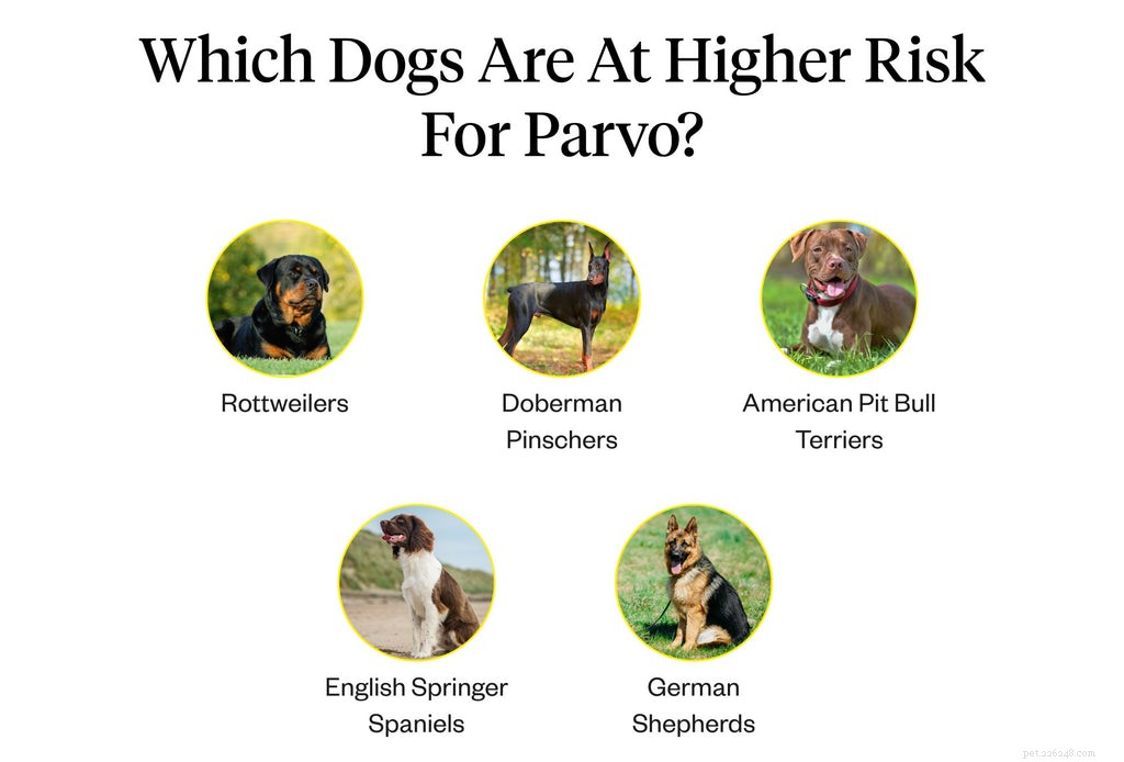 Parvovirus in Dogs: Recognize Symptoms Early to Protect Your Pup