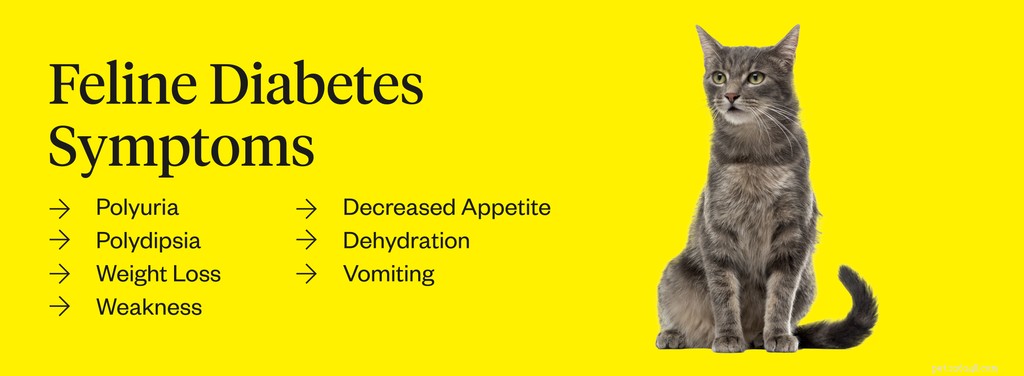 7 Key Signs of Feline Diabetes: How to Spot It Early