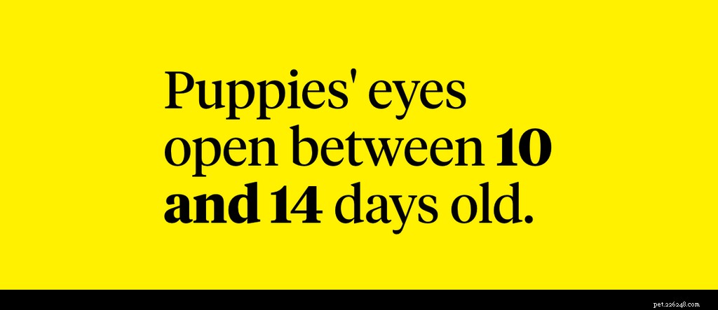 When Do Puppies’ Eyes Open? A Guide for New Owners