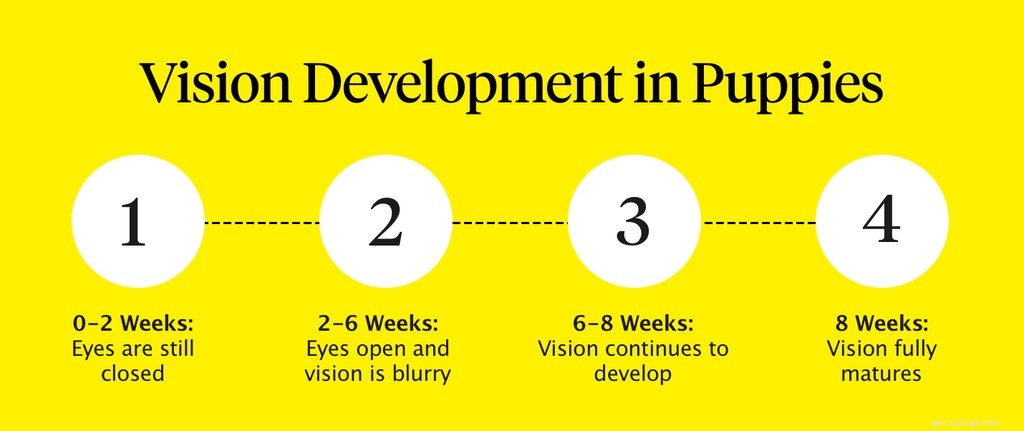 When Do Puppies’ Eyes Open? A Guide for New Owners