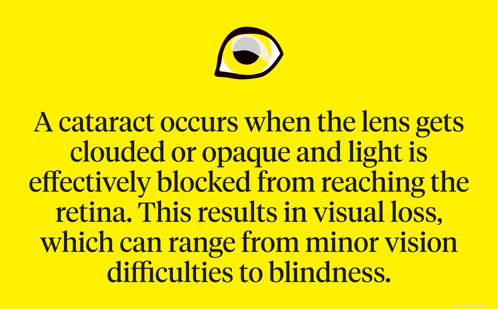 Dog Cataracts: Recognizing Symptoms, Causes, and Proven Treatments