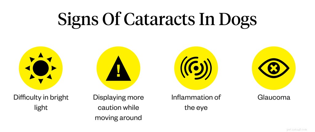 Dog Cataracts: Recognizing Symptoms, Causes, and Proven Treatments