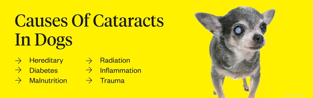 Dog Cataracts: Recognizing Symptoms, Causes, and Proven Treatments