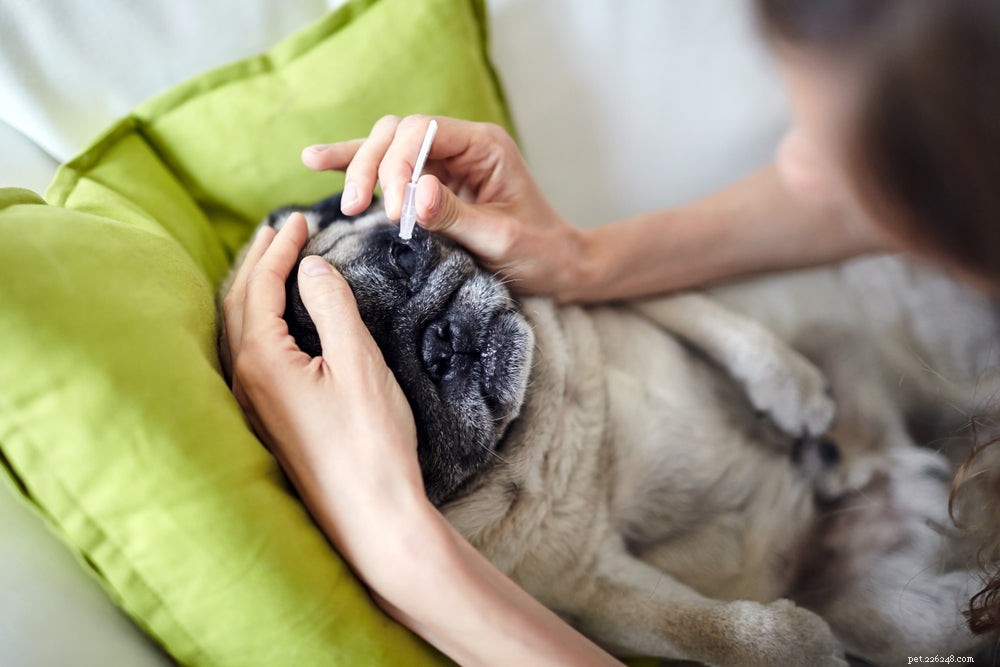 Dog Cataracts: Recognizing Symptoms, Causes, and Proven Treatments