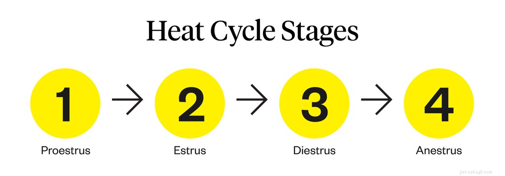 How Long Does a Dog s Heat Cycle Last?