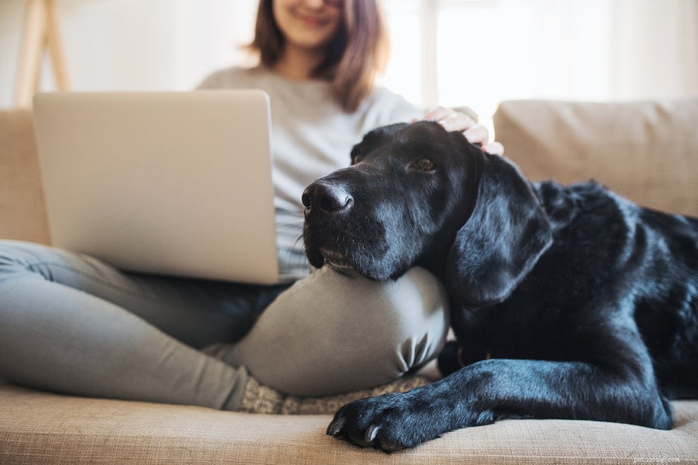How Long Does a Dog s Heat Cycle Last?
