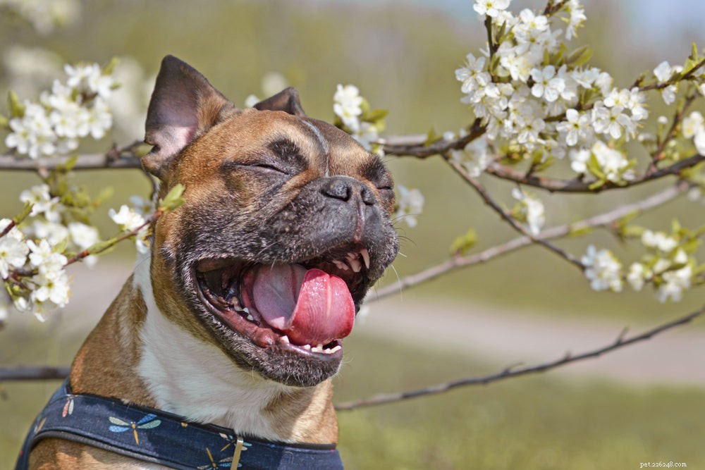 Understanding Reverse Sneezing in Dogs: Causes, Symptoms, and When to Seek Veterinary Care