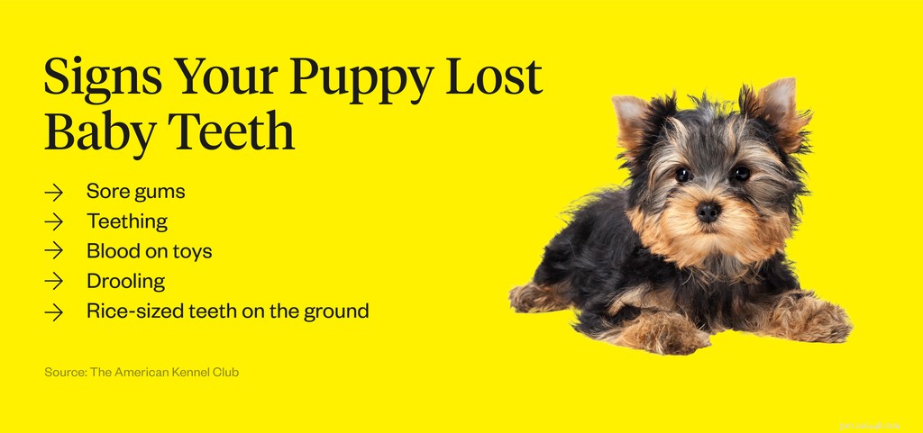 When and How Puppies Lose Their Baby Teeth: A Complete Guide