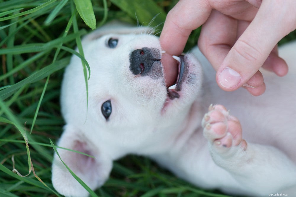 When and How Puppies Lose Their Baby Teeth: A Complete Guide