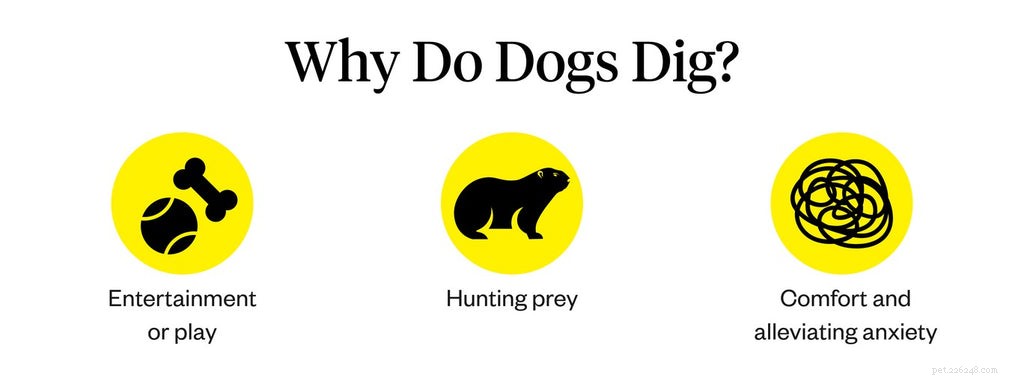 Effective Ways to Stop Your Dog from Digging: Proven Techniques & Tips