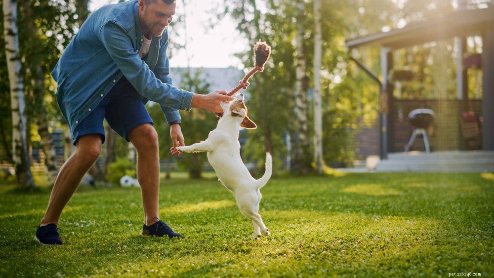 Effective Ways to Stop Your Dog from Digging: Proven Techniques & Tips